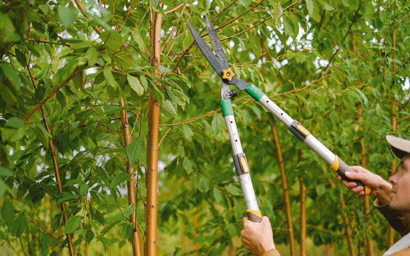 Tree trimming in Talmage, UT